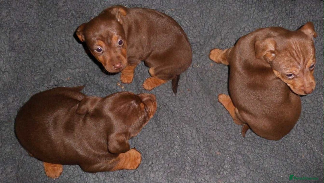 Jack Russell dogs for sale: Beautiful Muchwenlock Jack Russell puppies 🐾 - Advert 1