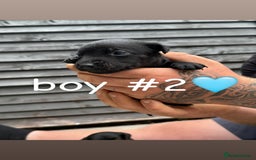Patterdale Terrier dogs for sale: Patterdale terrier puppies for sale  - Image 7
