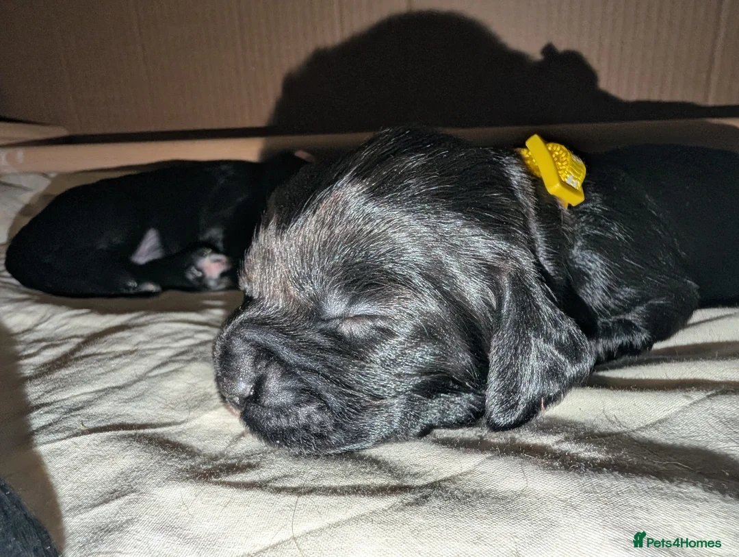 Sprocker dogs for sale: Sprocker spaniel - Advert 10