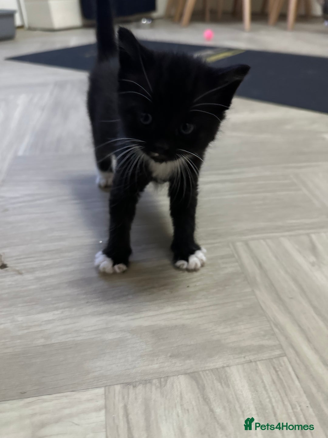 Mixed Breed cats for sale: 2 Black with a little bit of white cats (sisters) - Advert 7