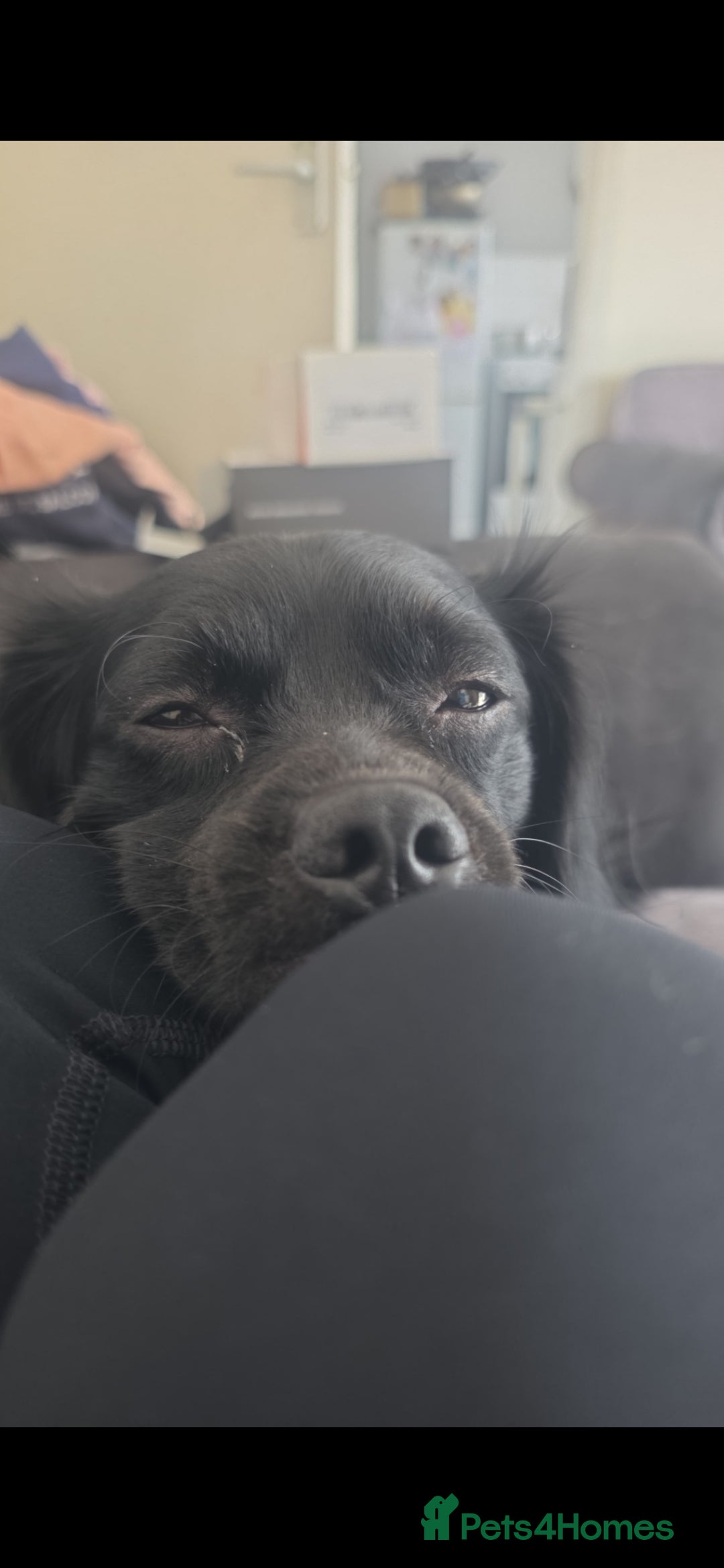 Jug dogs Jug for sale  - Advert 1