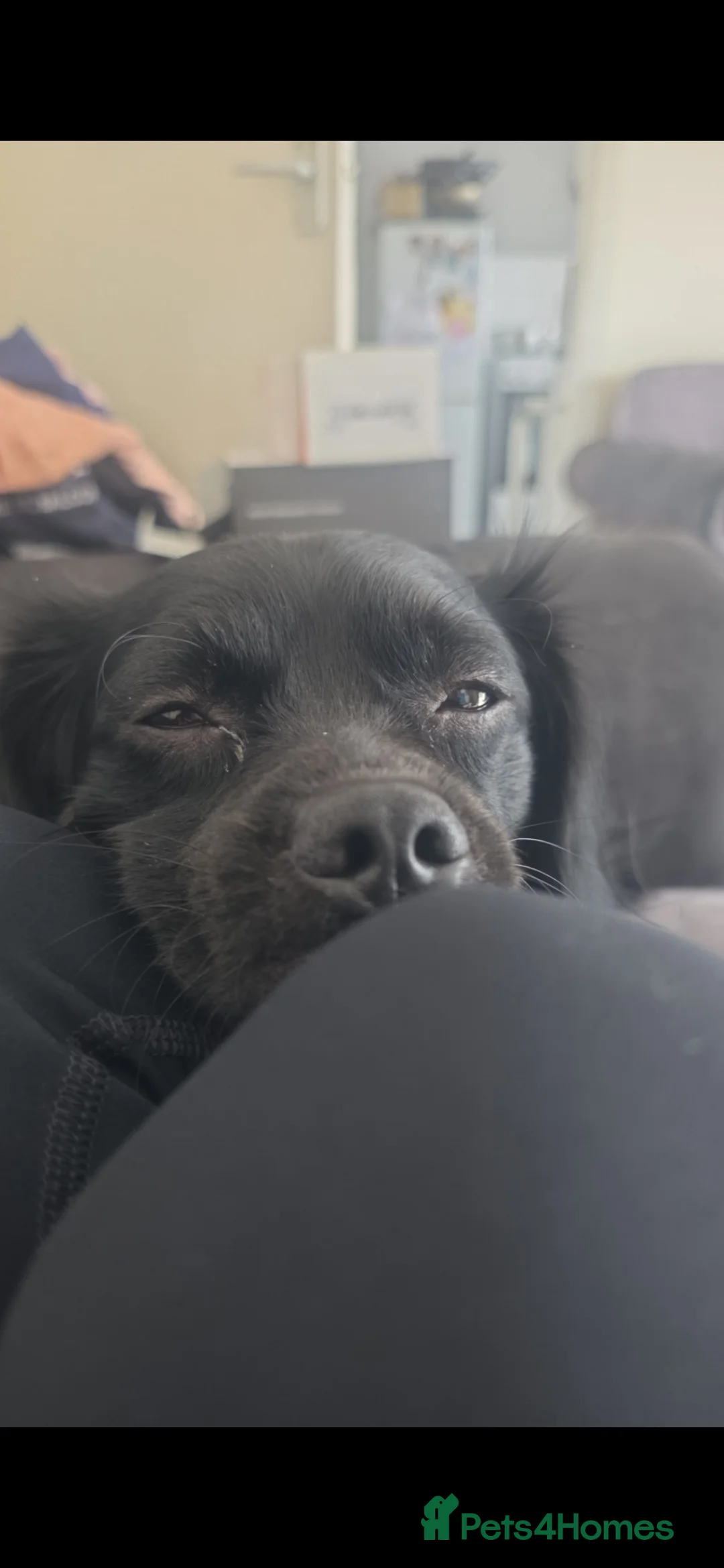 Jug dogs for sale: Jug for sale  - Advert 1