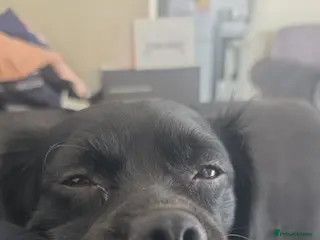 Jug dogs Jug for sale - Advert 1