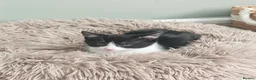 Mixed Breed cats for sale: Beautiful Kittens Ready for Their Forever Homes 🐾 in Cleckheaton - Advert 10