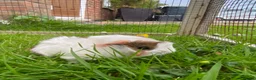 Guinea Pig rodents for sale: Cute Abyssinian-longhaired sow/ female  in Ashford - Advert 4