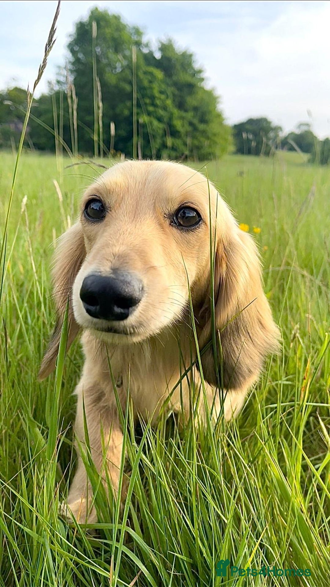 Miniature Dachshund dogs for sale: Beautiful KC mini L/h girls - Image 10