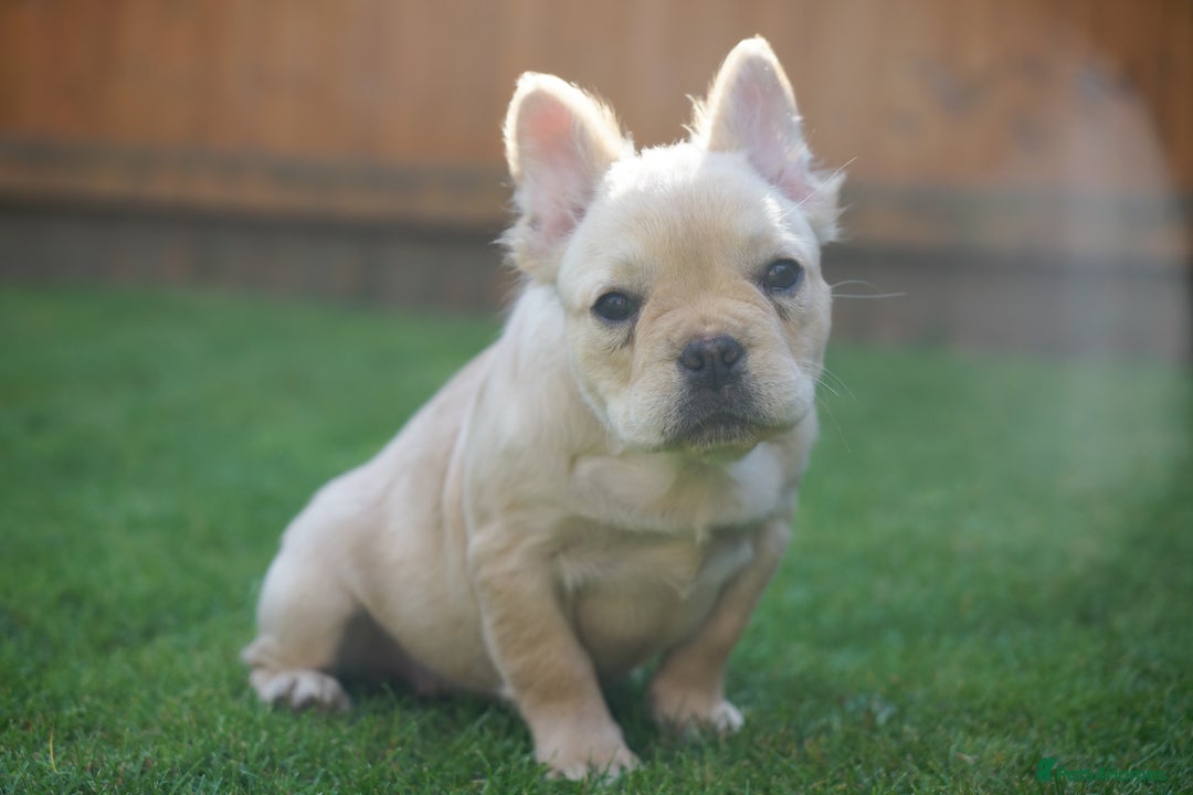 French Bulldog dogs for sale: Exceptional KC Fluffy French Bulldog Puppies - Image 17