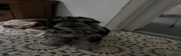 Cockapoo dogs for sale: Arlo - cockapoo puppy - Advert 2