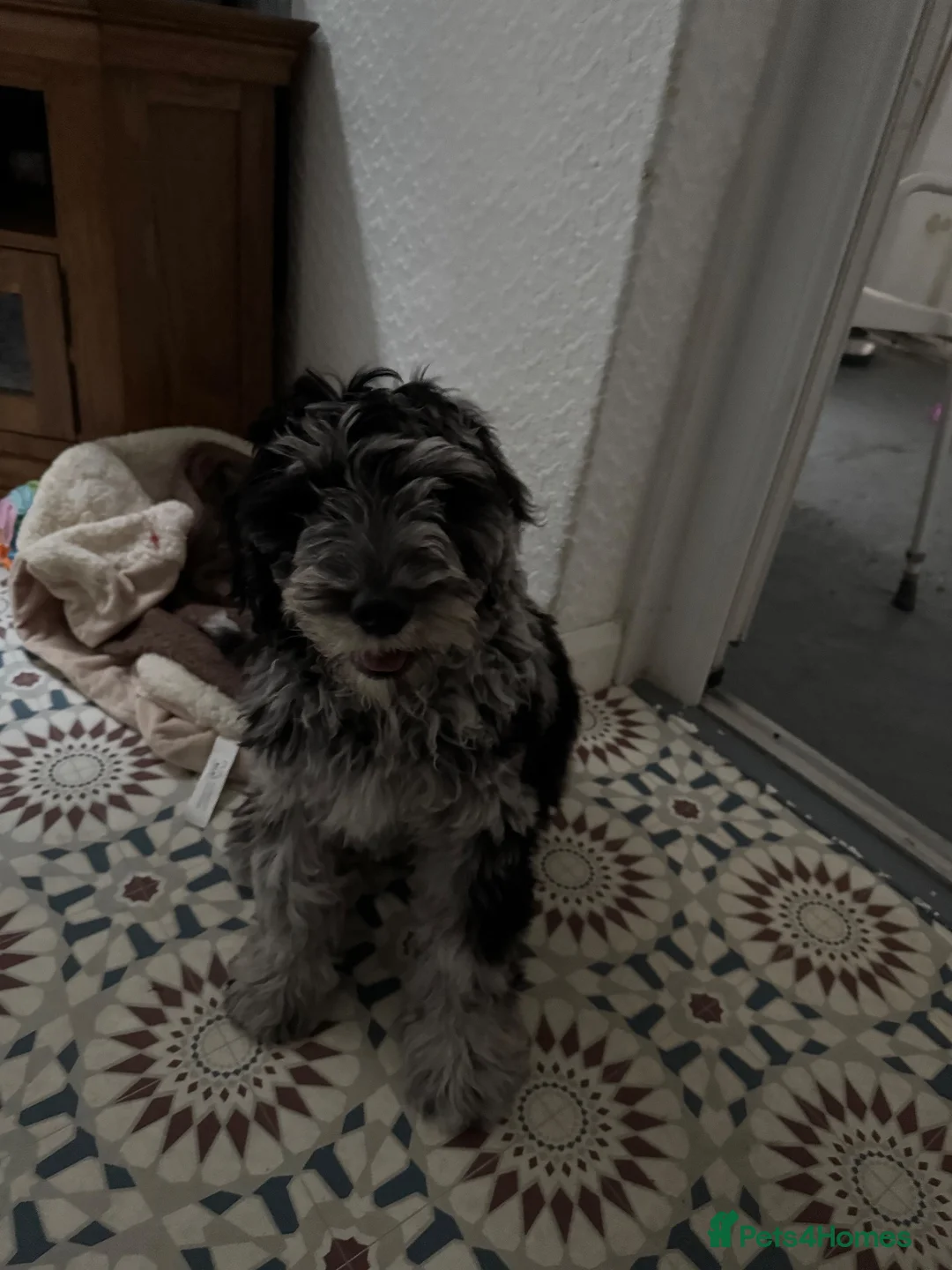 Cockapoo dogs for sale: Arlo - cockapoo puppy - Advert 2