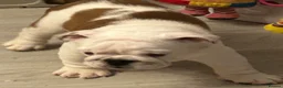 English Bulldog dogs for sale:  KC Reg English bulldog pups genuine breed colour - Advert 7