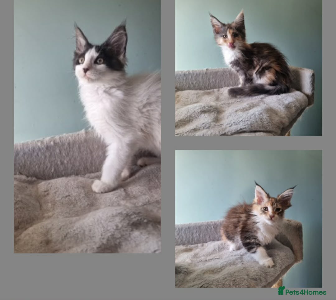 Maine Coon cats Maine Coon kittens  - Advert 1