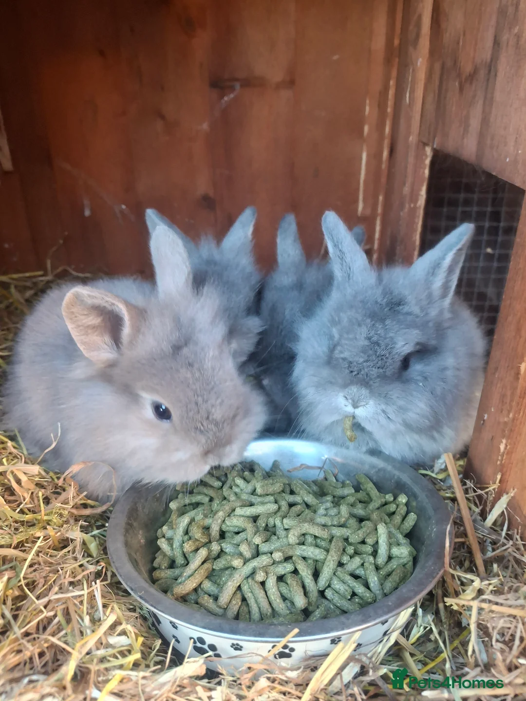 Gallery Image {{count}}