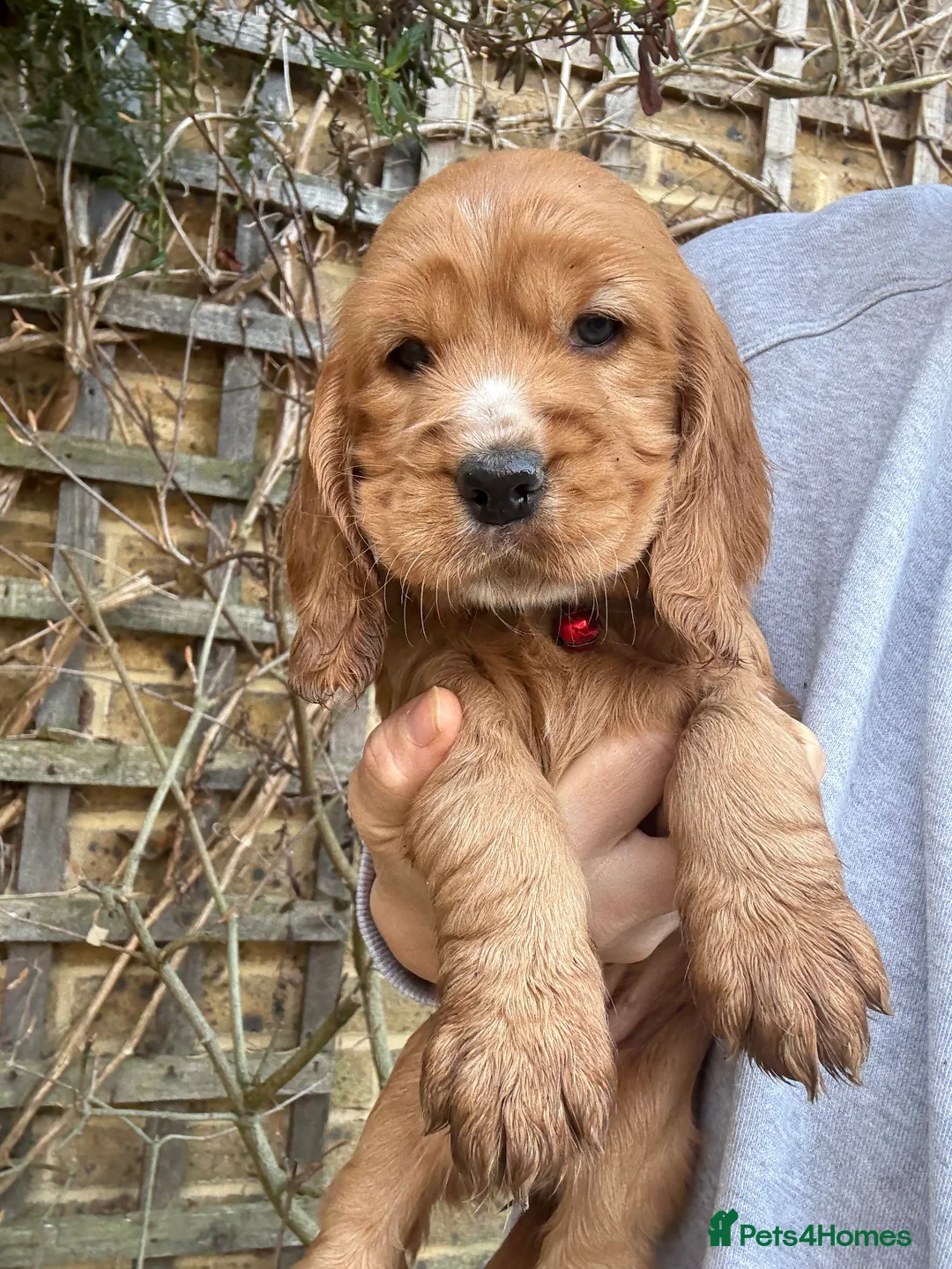 Cocker Spaniel dogs for stud: 🌟 🌟 🌟 English cocker spaniel for stud  in Hook - Advert 12