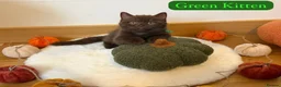 British Shorthair cats for sale: 3 Beautiful Autumn Coloured Kittens🤎🍂 - Advert 8