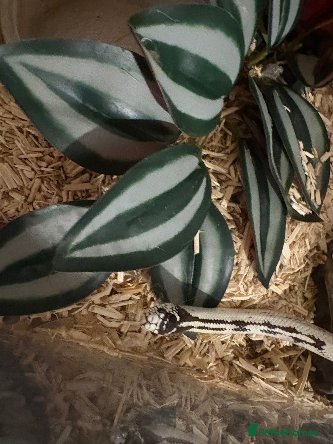 King Snake reptiles for sale: CALIFORNIA KING SNAKE - Advert 3