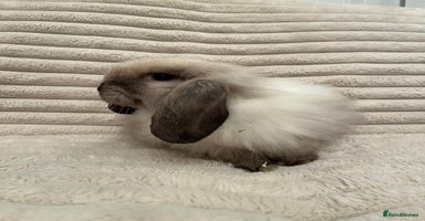 Mini Lop rabbits - Advert 4