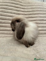 Mini Lop rabbits - Advert 2