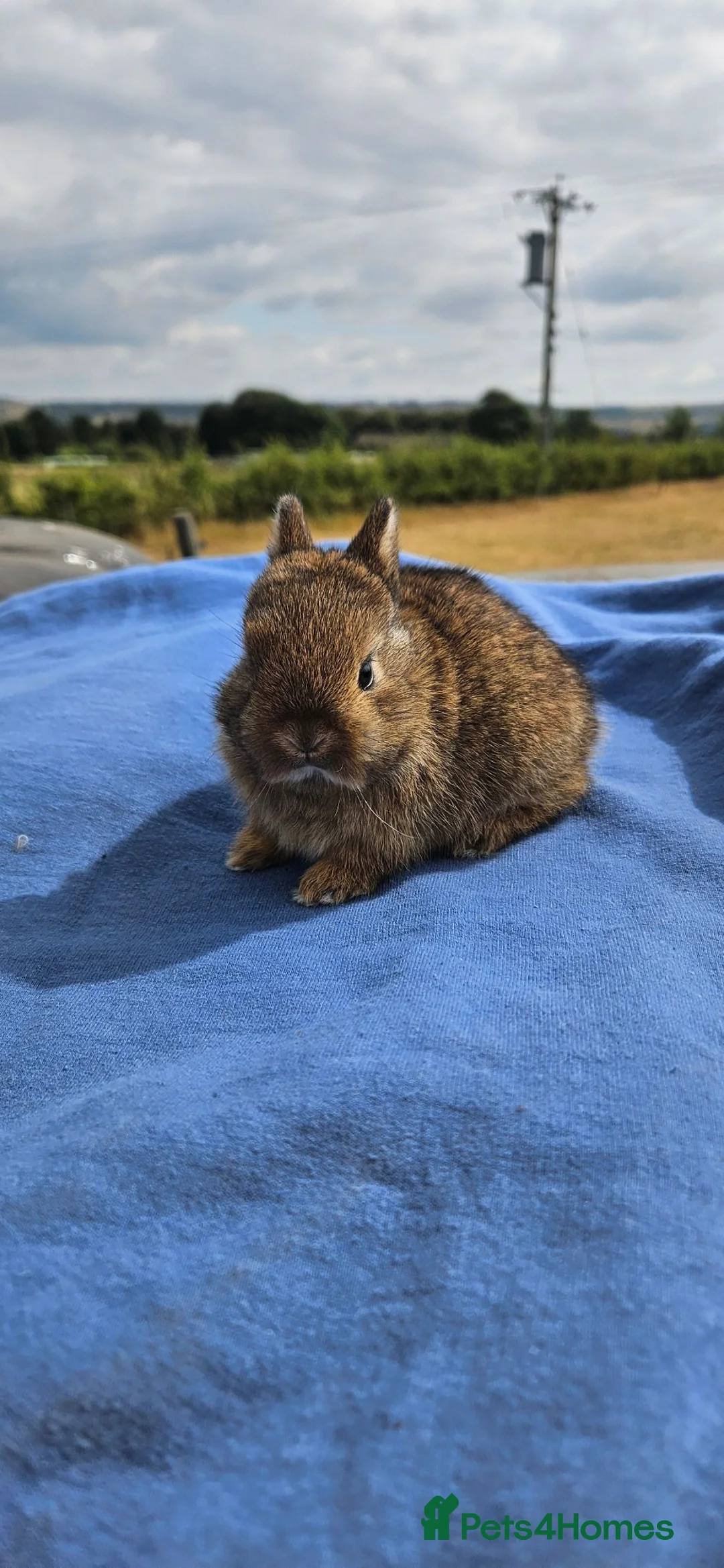 Netherland Dwarf rabbits for sale: Agouti Netherland Dwarf Bunnies 🤎🐰 - Advert 6