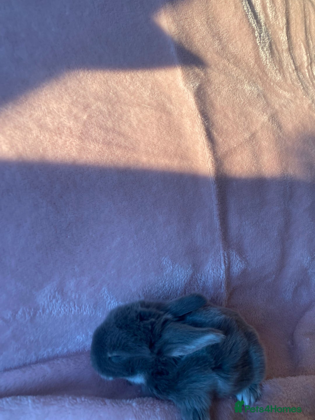 Mini Lop rabbits for sale: Welcome to my little family of  Mimi lops . - Advert 2