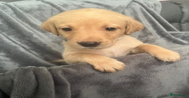 Labrador Retriever dogs - Advert 5