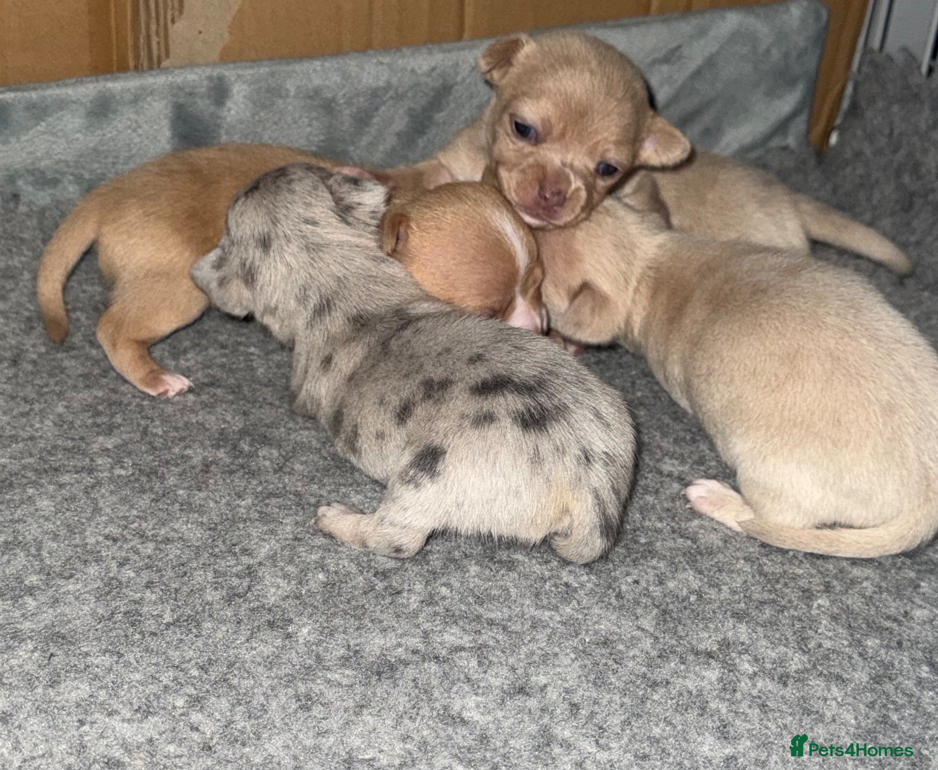 Chihuahua dogs 🐾💜 4 Beautiful Chihuahua Boys 💜🐾  - Advert 14