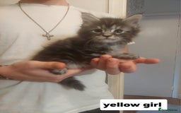 Ragcoon cats for sale: Beautiful ragcoon  - Image 5