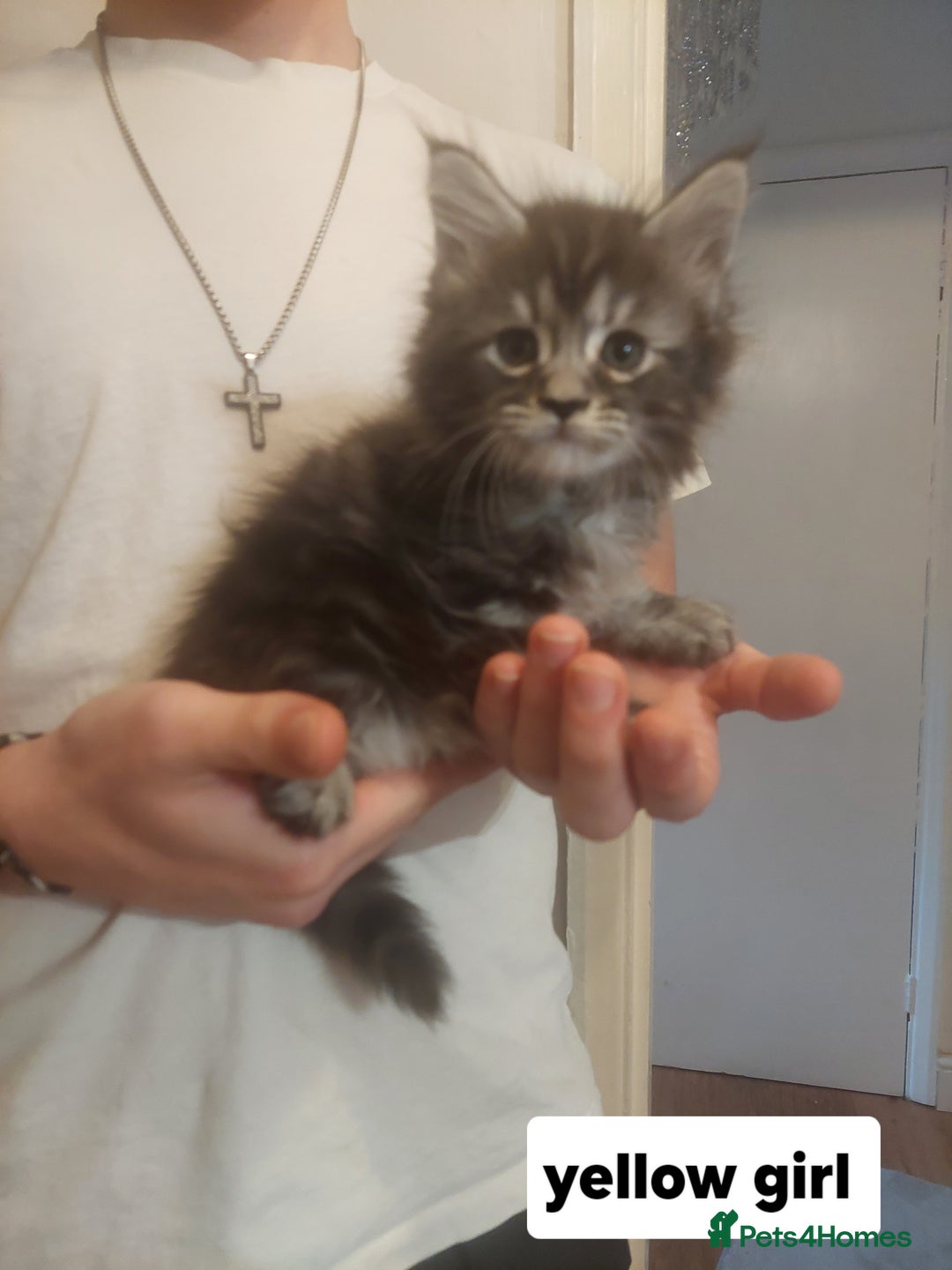 Ragcoon cats for sale: Beautiful ragcoon  - Image 5