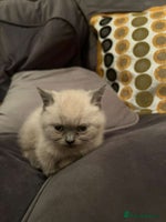 British Shorthair cats - Advert 13