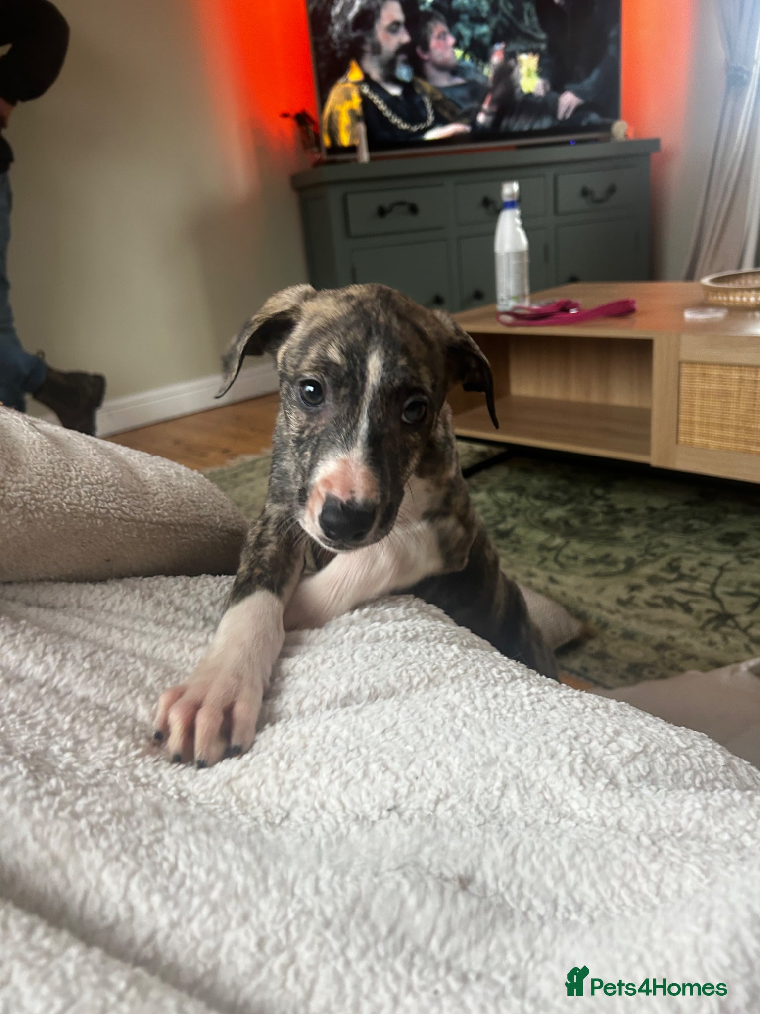 Lurcher dogs Tango x faith and Reece's line puppy's ready to go - Advert 2