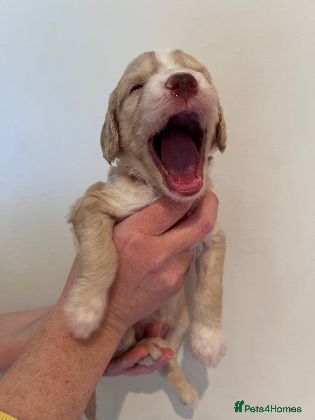 Cockapoo dogs for sale: Apricot F1B Cockapoo puppies - Advert 15