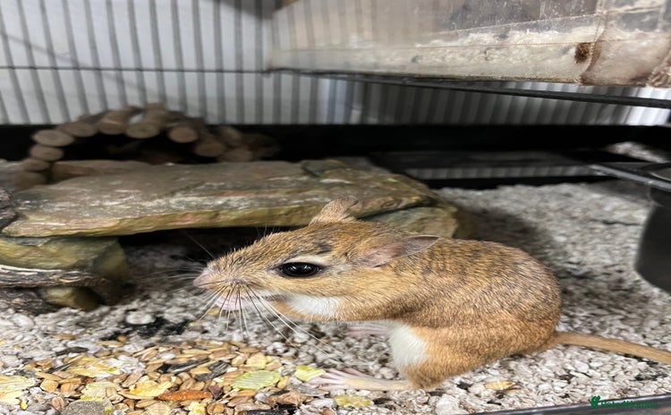 Gerbil rodents - Advert 10