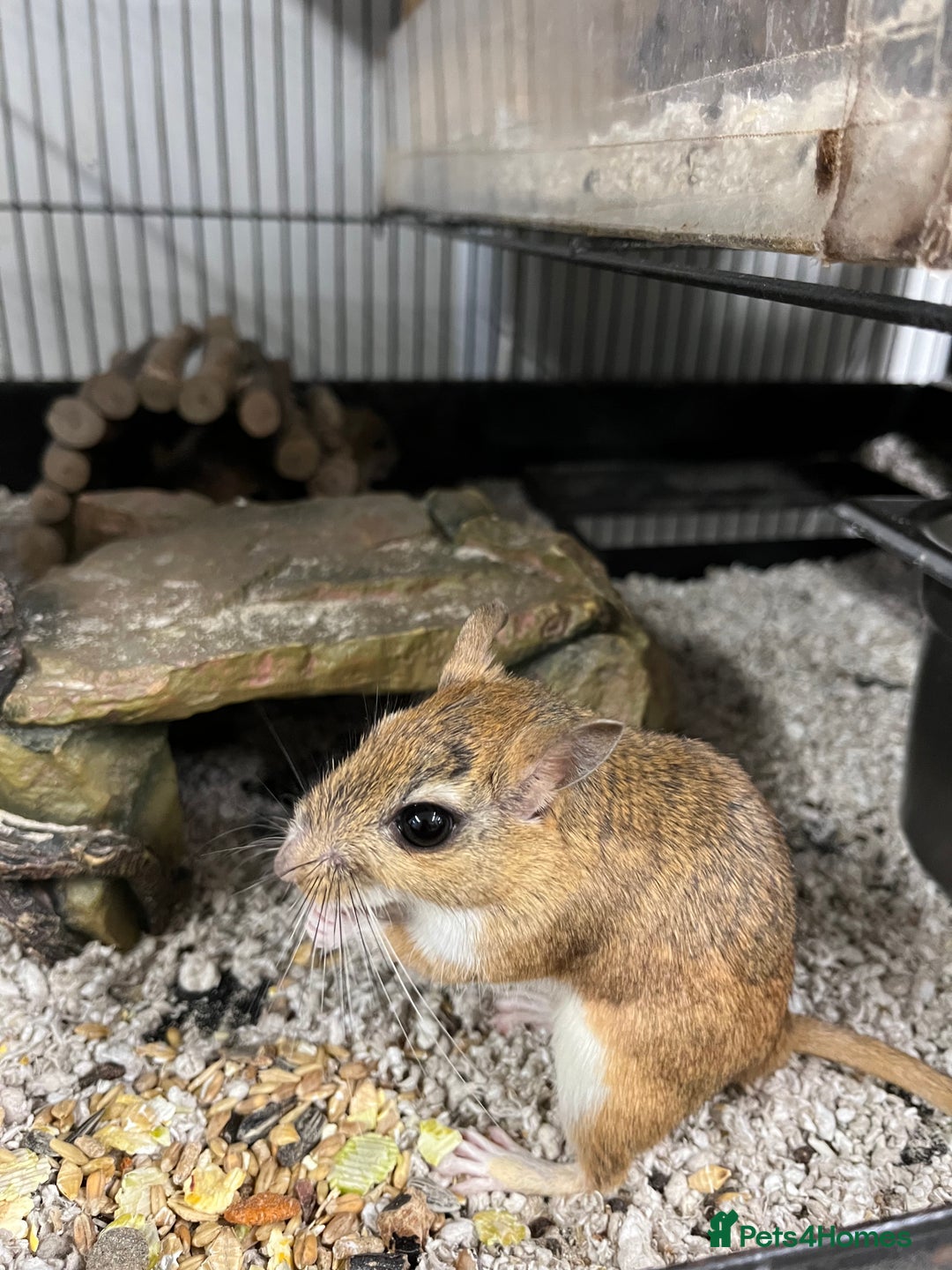 Gerbil rodents for sale: Persian Jirds - Image 1