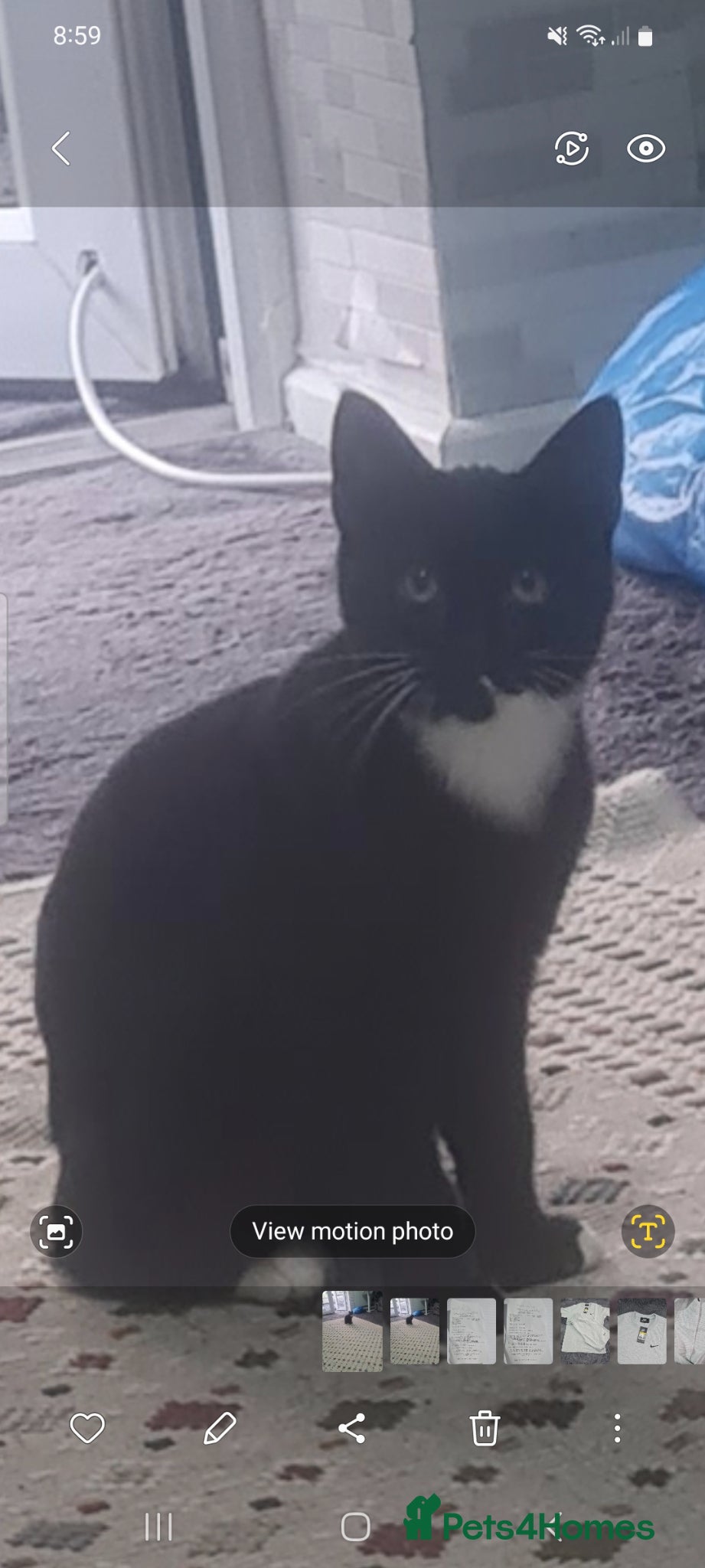 Domestic Shorthair cats Black cat - Advert 2