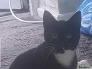 Domestic Shorthair cats Black cat - Advert 2