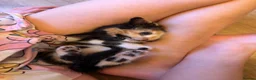 Mixed Breed cats for sale: Kittens ready now  - Advert 9