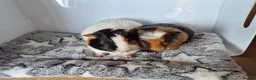 Guinea Pig rodents for sale: Baby Guinea Pigs Bob & Bingo - Advert 2