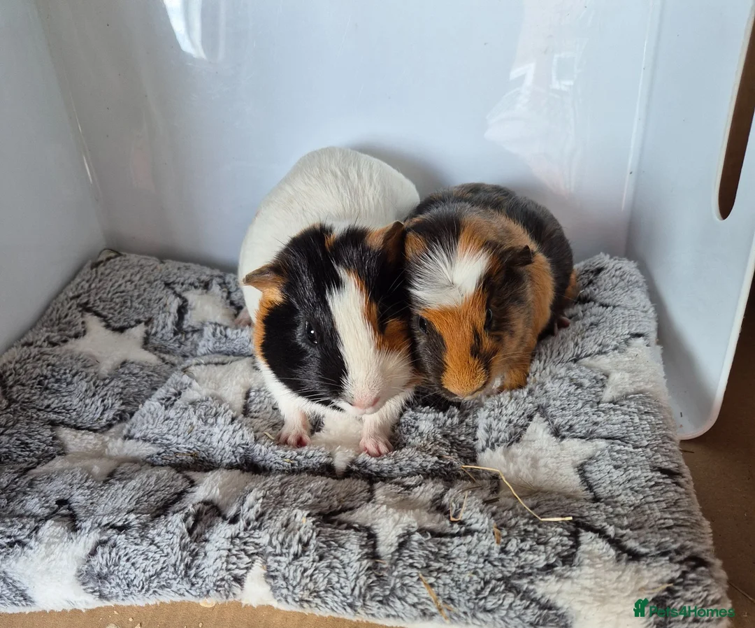 Guinea Pig rodents for sale: Baby Guinea Pigs Bob & Bingo - Advert 2