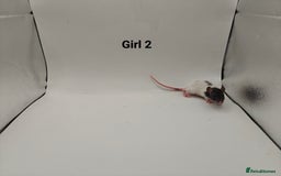 Rat rodents for sale: October Litters: 32 Rats For Sale - Image 10