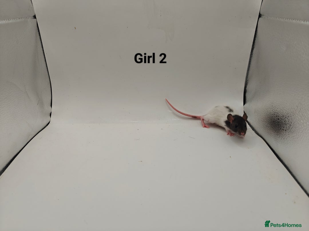 Rat rodents for sale: October Litters: 32 Rats For Sale - Image 10