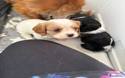 Cavalier King Charles Spaniel dogs for sale: DNA Health Tested Cavalier King Charles Puppies in Heathfield - Image 12