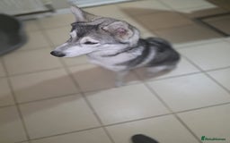 Utonagan dogs for sale: Make Huskey - Image 3