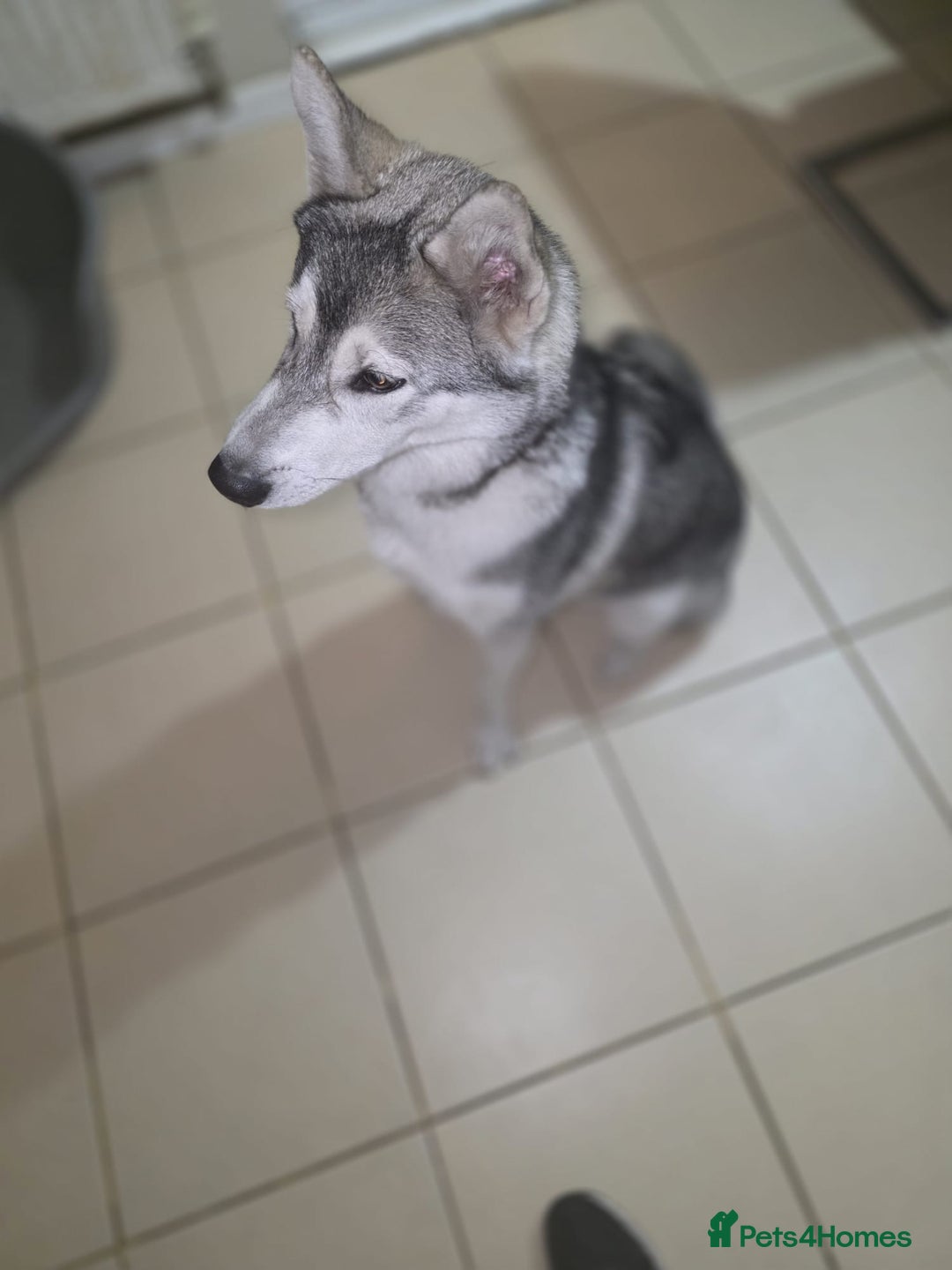 Utonagan dogs for sale: Make Huskey - Image 3