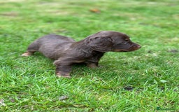 Miniature Dachshund dogs for sale: Kc Reg Long Haired Miniture Dachshund Puppies - Image 8