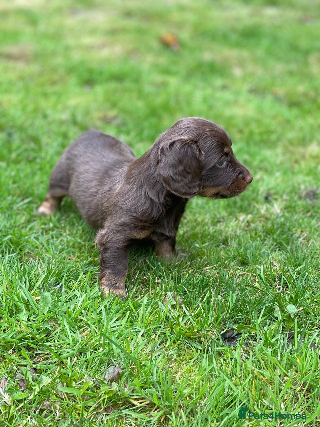 Miniature Dachshund dogs for sale: Kc Reg Long Haired Miniture Dachshund Puppies - Image 8
