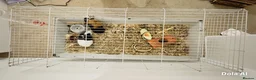 Guinea Pig rodents for sale: 🐹 Playful Guinea Pig Pair with Accessories  - Advert 6