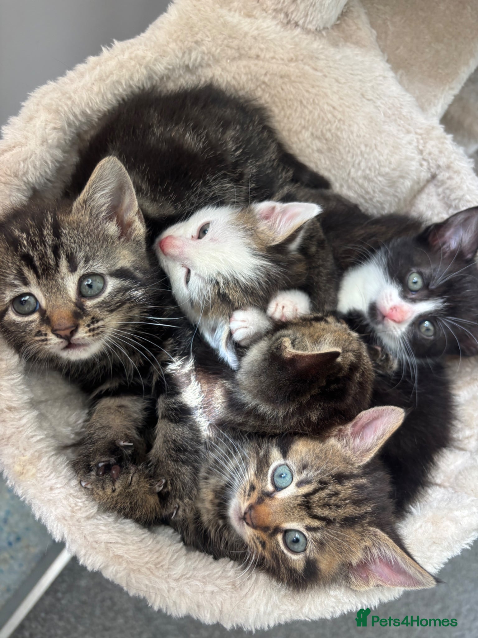 Domestic Shorthair cats 5 kittens looking for their new homes - Advert 1