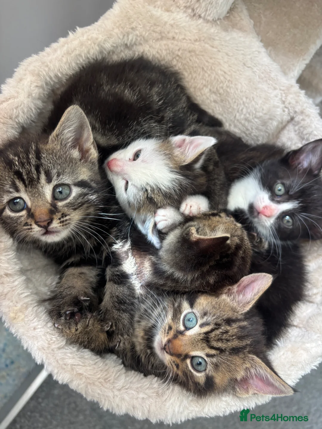 Domestic Shorthair cats for sale: 5 kittens looking for their new homes - Advert 2
