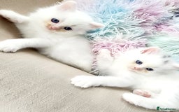 Siberian cats for sale: Siberian kittens are looking for a forever home🌹 - Image 12