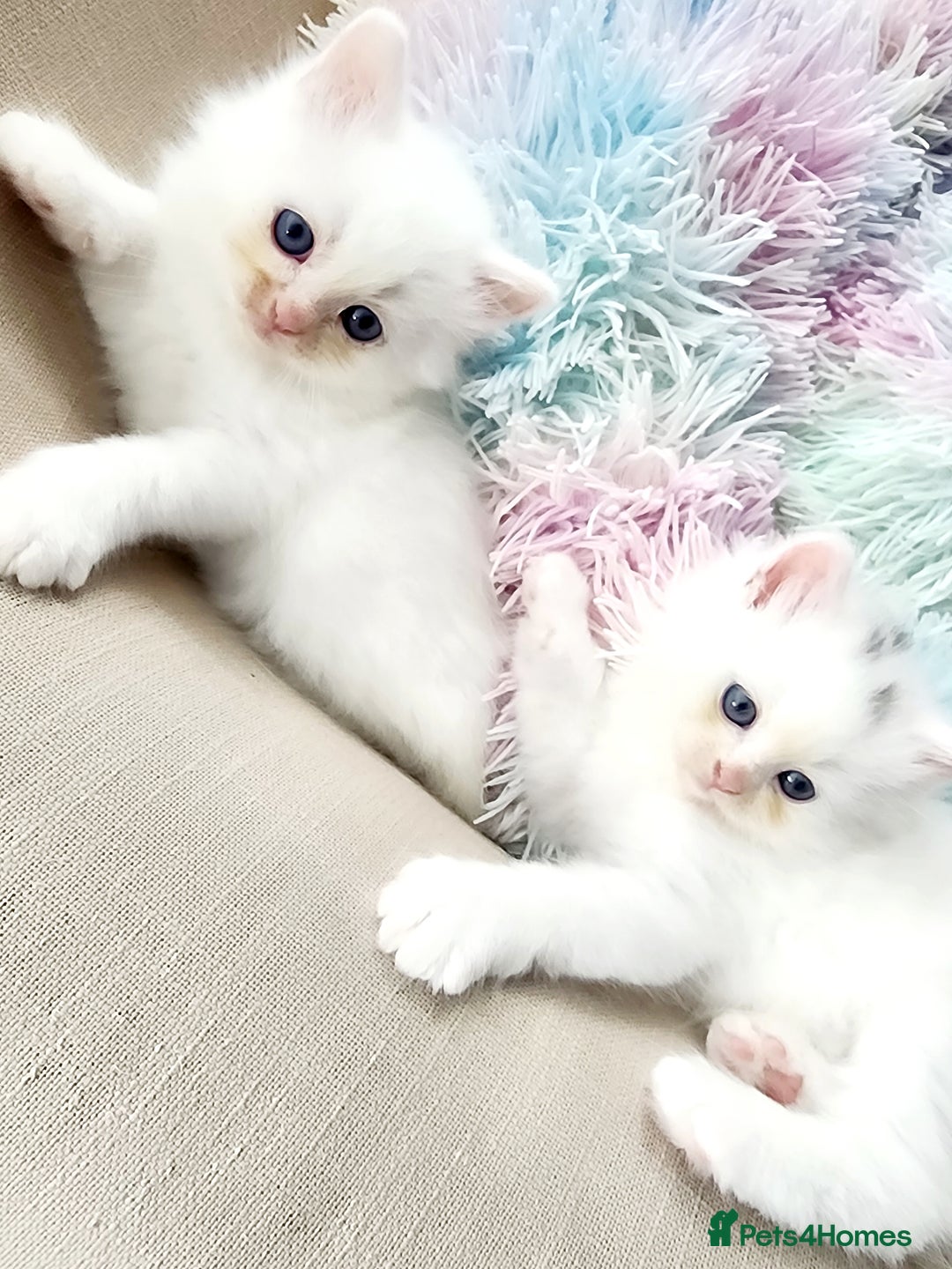 Siberian cats for sale: Siberian kittens are looking for a forever home🌹 - Image 12