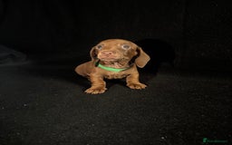 Dachshund dogs for sale: Miniature Dachshund Puppies  - Image 2